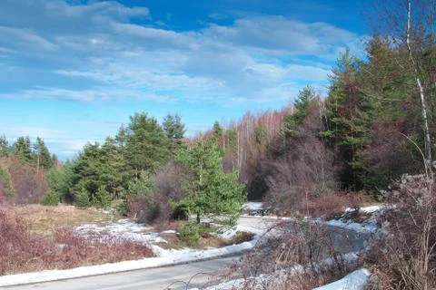 Forest road Stock Photos