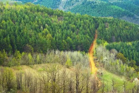 Forest road Stock Photos