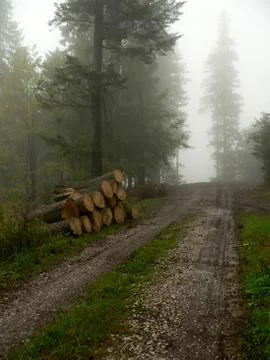Forest road Stock Photos