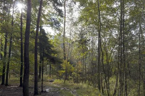 Forest road Stock Photos