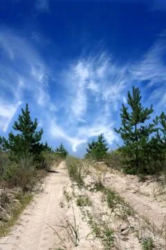 Forest road Fotos de archivo