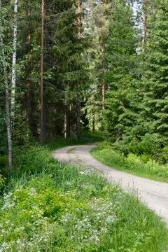 Forest road Stock Photos