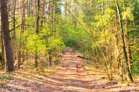 Forest road Stock Photos