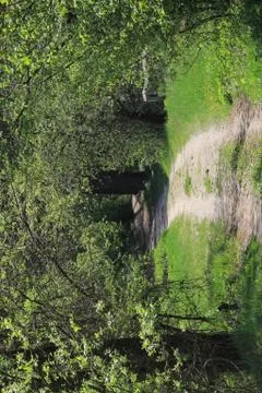 Forest road Fotos Stock