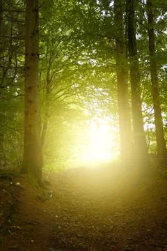 Forest road Stock Photos