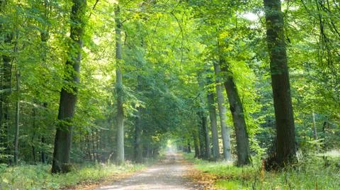 Forest road Stock Photos