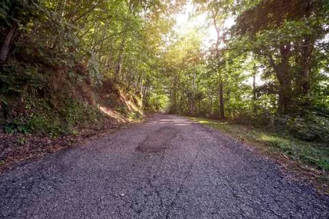 Forest road Stock Photos