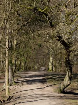 Forest road Stock Photos