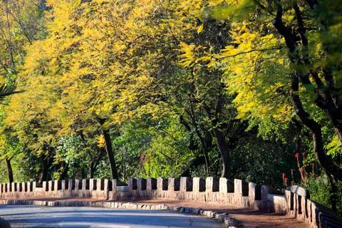 Forest Road Stock Photos