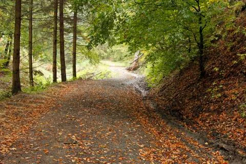 Forest road Stock Photos