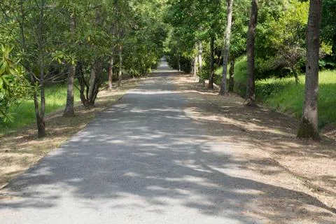 Forest road Stock Photos