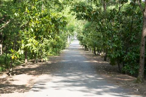 Forest road Stock Photos