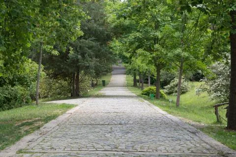 Forest road Stock Photos