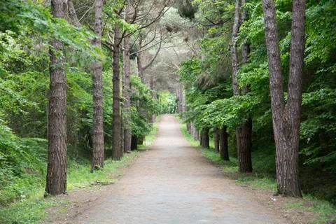 Forest road Stock Photos