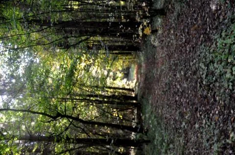 Forest road Stock Photos