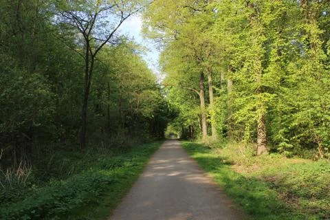 Forest Road Stock Photos