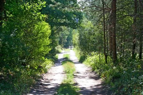 Forest Road. Stock Photos