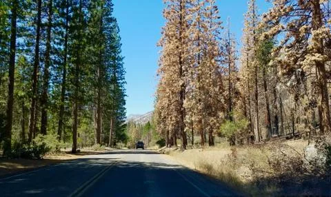 Forest Road Stock Photos