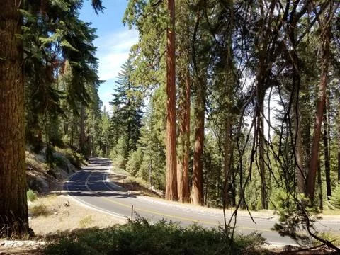 Forest Road Stock Photos