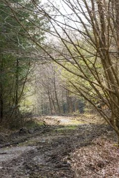 Forest Road Foto stock