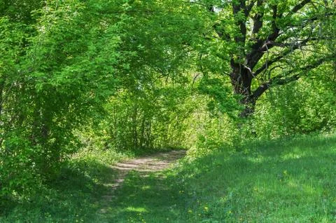 Forest road Stock Photos