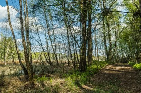 Forest road Stock Photos