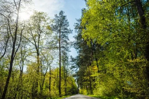 Forest Road Stock Photos