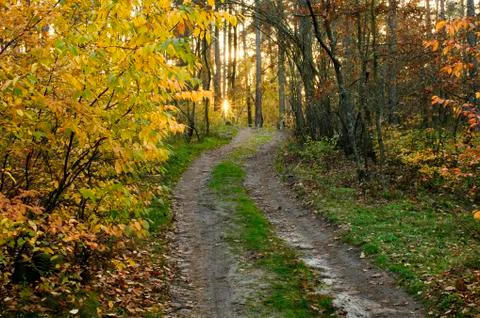 Forest road 스톡 사진