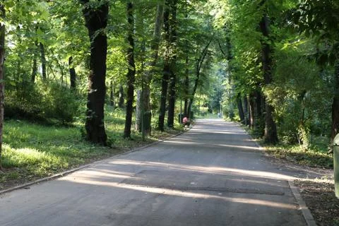 Forest road Stock Photos