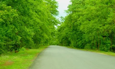 Forest road Foto stock