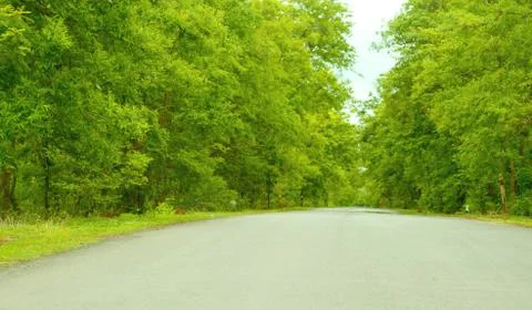 Forest road Stock Photos