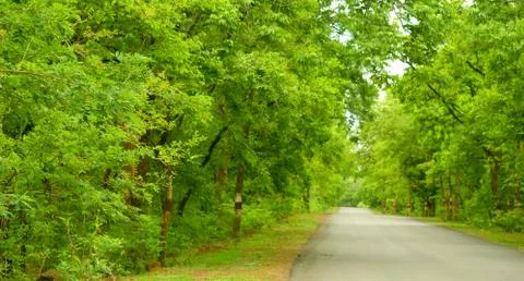 Forest road Stock Photos