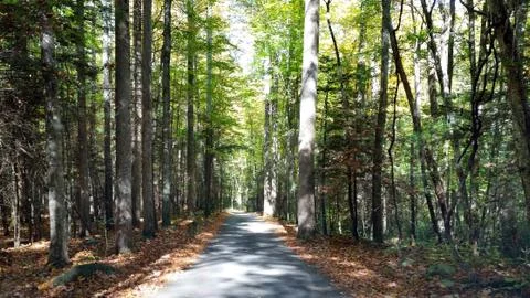 Forest Road Stock Photos