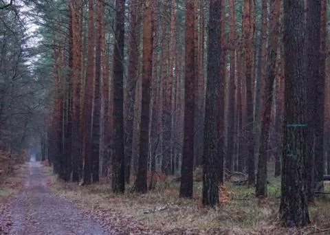 Forest Road Stockfoto's