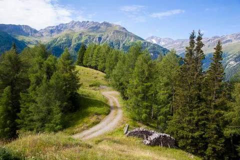 A forest road Stock Photos