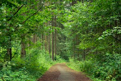 Forest road Stock Photos