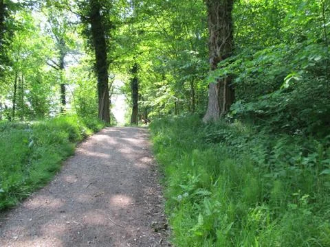 Forest road Stock Photos