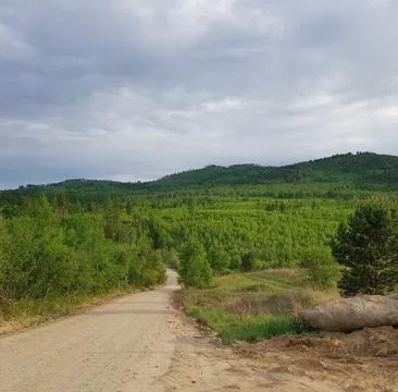 Forest road 库存照片