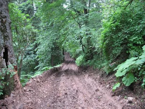 Forest road Stockfoto's
