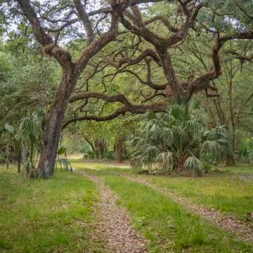 Forest Road Stock Photos