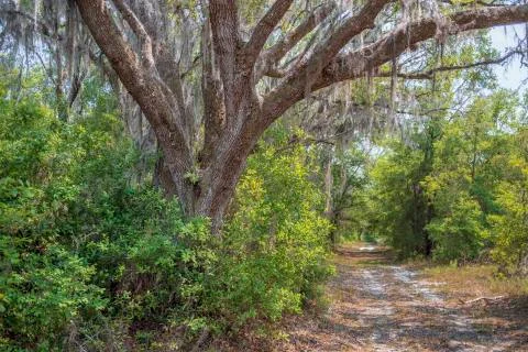Forest road Stock Photos