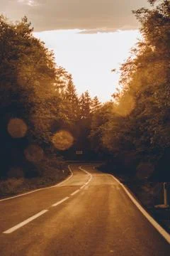 Forest Road 库存照片