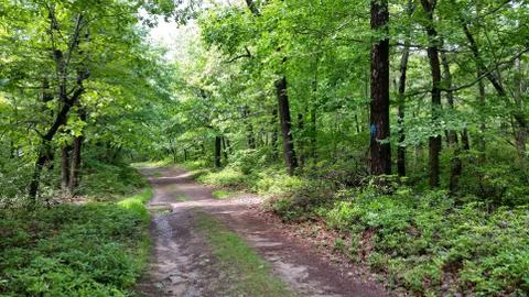 Forest Road Stock Photos