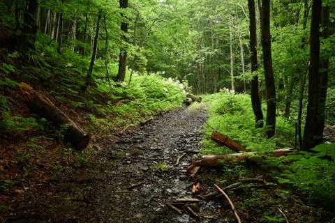 Forest road Stock Photos