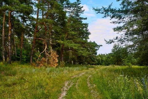 Forest Road. Stock Photos
