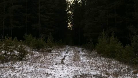 Forest road Photos