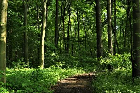 Forest road 스톡 사진