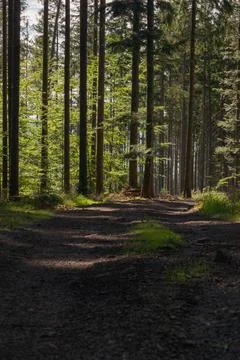 Forest road 스톡 사진