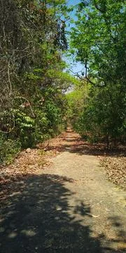 Forest road Stock Photos