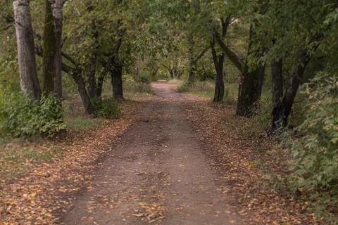 Forest Road Stock Photos